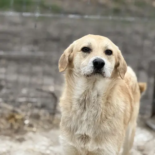 Bareluș Simba